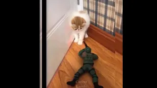 Cat playing with a soldier toy