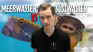 MEERWASSER VS SÜSSWASSER Aquarisik - Was sind die Unterschiede?