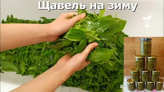 🧂 Щавель на зиму у банках без стерилізації 🌱 Як я заготовляю щавель на зиму. Закрутки на зиму