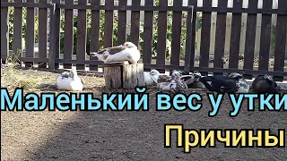 Почему Индоутки Плохо Растут. Сколько Уток Оставлю на Племя / Мускусные утки