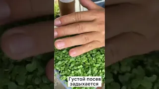 Плесень на микрозелени!Что делать?