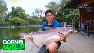 Born to be Wild: First encounter with a Giant Mekong Catfish