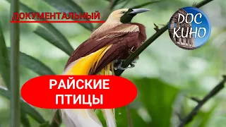 🎭 РАЙСКИЕ ПТИЦЫ🌎 ДОКУМЕНТАЛЬНОЕ КИНО 🎆 2021