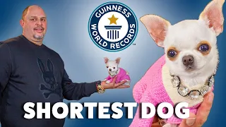 New World's Shortest Dog - Guinness World Records