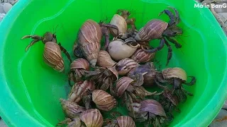 wow.. wow.. banyak kelomang besar, mencari dan menemukan kelomang, hermit crab, Umang besar