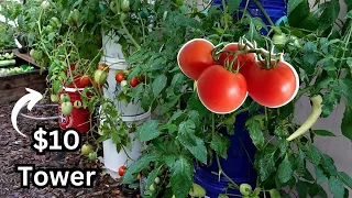They Said It Couldn't Be Done, Cheap & Easy Hydroponic Tomatoes