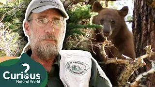 The Bear Wrangler - Steve Searles | The Bear Whisperer | Documentary | Curious?: Natural World