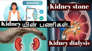 How Kidneys Works in Tamil | Function of Urinary System | Kidney Stones | Dialysis