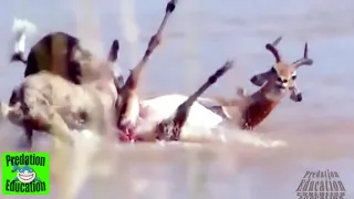 Impala Eaten Alive by a pair of African Wild Dogs. Warning Graphic Content