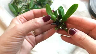 Сеянцы орхидеи из фласки. Размытие фласки и посадка сеянцев орхидеи в мох.