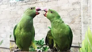 angry parrots