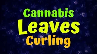 Cannabis Leaves Curling