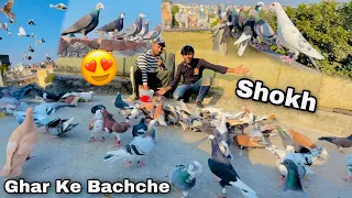 Sajan Bhai Ka Shokh | ऐसे कबूतर नहीं देखे होंगे🔥| All New Kabooter tips and tricks