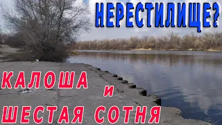 Калоша и Шестая сотня - нерестилище? Будем ли ловить 1 апреля?