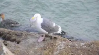 FAIL: Seagull Unable to Swallow a Fish