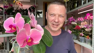 новые орхидеи для РАЗДАЧИ обзор ЖИРНЫХ орхидей майского и июньского эфира