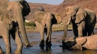 Poachers threaten survival of the African elephant