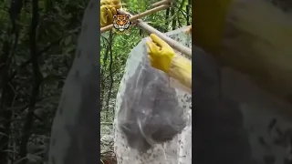 Million Dollars Skill! Brave Millionaire Harvesting Honey Beehive by Hands #shorts