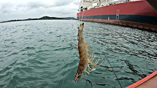 Mancing Di Laut Menggunakan Umpan ini.Ditarik ikan Besar Sampai Kewalahan