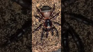 Cyclocosmia | Trapdoor Spider