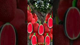 an extraordinary new technique for growing jackfruit and watermelon trees in one tree.growing fruits