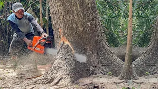 Husqvarna 395xp toughness test, felled 2 trembesi trees.