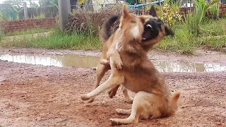 Bella is very happy to play with this male dog || # 1551 Nature Show