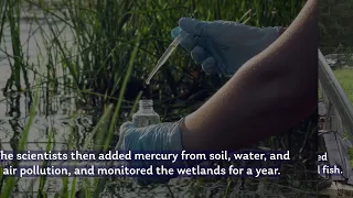 Tracking Mercury Conversion and Distribution in Aquatic Environments