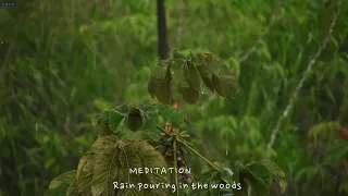 [MEDITATION] 시원하게 쏟아지는 빗소리 9시간 연속재생 Rain pouring into the forest ,ASMR