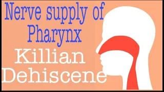 Nerve supply of Pharynx | Zenker Diverticulum/Killian Dehiscence | Pharyngeal Plexus