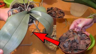 Пересадить Орхидею из жуткой посадки в Дубовую Кору