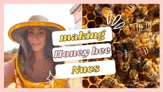 How We Split Our Honey Bee Colonies & Make NUCS [🐝 MORE BEES 🐝]