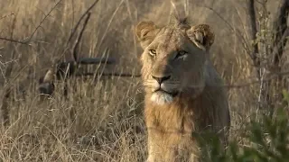 SafariLive, The young Mhangeni male lion is back at the Nkuhuma Pride!