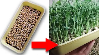 Проращиваем горох пошагово Микрозелень гороха в домашних условиях Microgreen