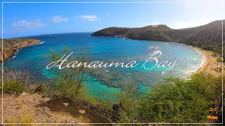 HANAUMA BAY | Fantastic Snorkeling in the Clear Water with Lots of Fish | GoPro 🌴 Hawaii 4K Tour