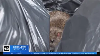 Inside one of NYC's new rat mitigation zones