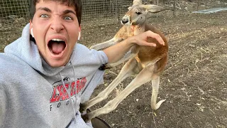 How to Fight a Kangaroo