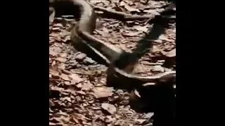 The battle between giant python and black panther. who is going to win