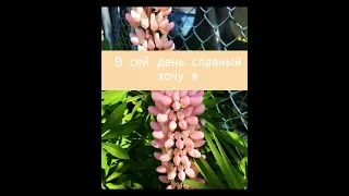 В сей день славный хочу я. Христианская песня.