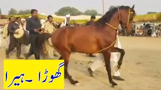 horse dance mela peer shah||horse dance in Pakistan