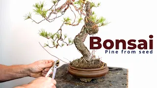 Bonsai from seed | Halepensis Pine