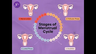 4 phases of menstrual cycle