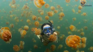 Reborn | Jellyfish Lake,Palau 2019