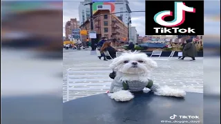 Funny Animals 🐢🐏 Best of TikTok 2020 😁 Compilation #1