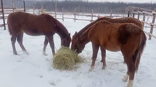 Дончаки в Оренбурге. Снег всю неделю, жеребята переживают первую в своей жизни зиму !