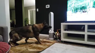 German Shepherd reaction to wolf howl