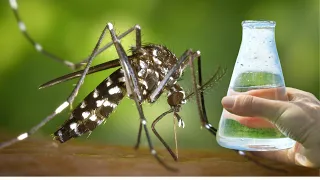 Mosquitoes disappear instantly! Just a few drops of this natural repellent!