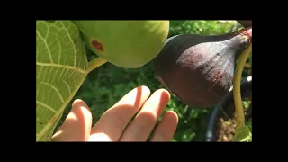 France. Figs. Инжир. Пересортица. Вызревание . Голден Рэнбоу. Джолли Тайгер. Белый Марсель. Флоринда