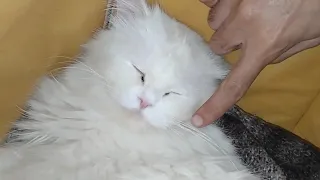 Tired Mother Cat Loves Chin Rubbing While Feeding Newborn Persian Kittens