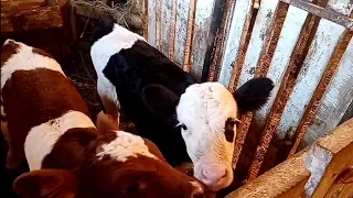 К нам пришла весна 🌱Коровы 🐄Телята 🐮Быки 🐃Куры🐓